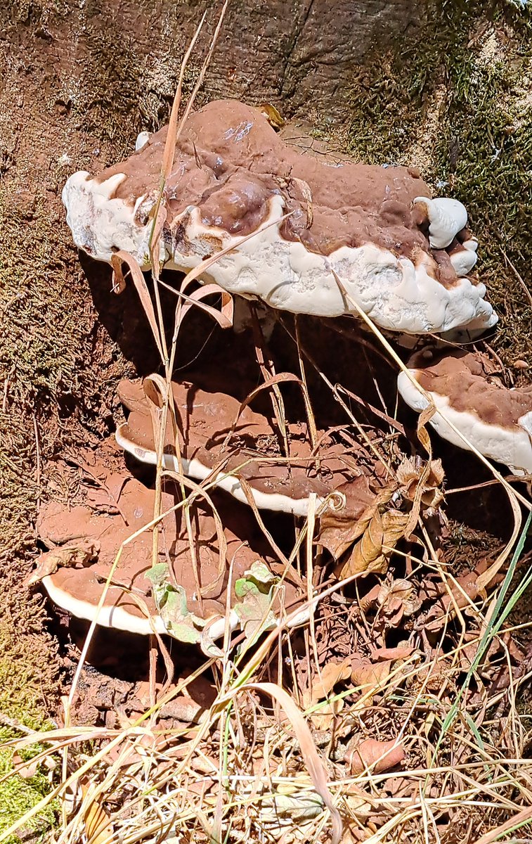 JiscaDijk's tweet photo. #Dikrandtonderzwam #GanodermaAdspersum #Fungi #paddenstoelen #zwam #stronk #thicktrunk
Prachtig geasfalteerd pad over landgoed Het Stroot in Twekkelo en dan deze zwam in het zonnetje vinden ๐
Het roodbruine spul bevat allemaal sporen https://t.co/g9PpgRYpuh