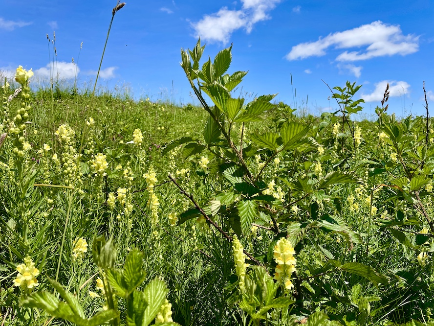 CollinSChambers's tweet photo. BUT IT’S JUST A FEW FLOWERS... https://t.co/3YZKOnjQKI https://t.co/b4naf32uoc