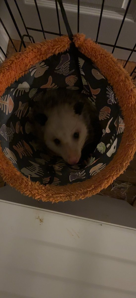 Ginger__Paws's tweet photo. Opossum in his tube. He is vertical. He had wisdom to share. He is like Diogenes of Sinope. 🧠 💥 https://t.co/YdYmoYUiIW