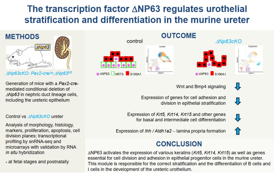 AJPRenal's tweet photo. There's another brand new #ArticleinPress! From Hannover Medical School, ΔNP63 regulates #epithelial stratification and differentiation in the murine #ureter (Fairouz Qasrawi et al.):

https://t.co/6CeACipXgq https://t.co/FZkhWN3Okx