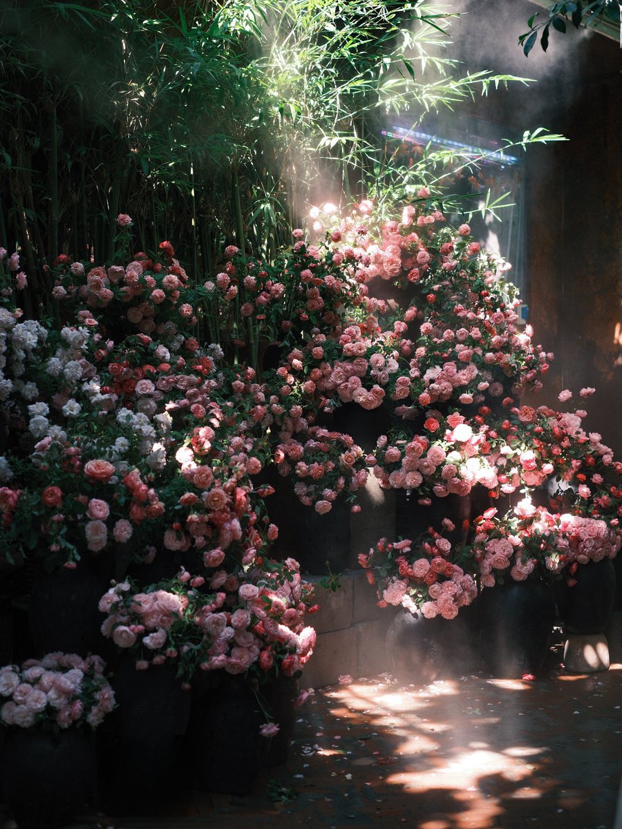 oceanweavee's tweet photo. Bloom where the light finds you 🌸 https://t.co/WEIK9Ejubx