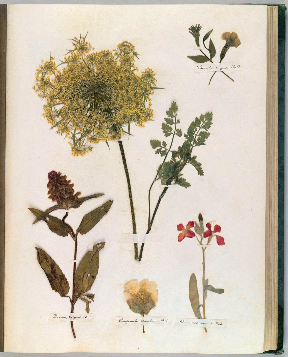 tedeciruelas's tweet photo. pensando en el herbario de Emily Dickinson https://t.co/8fTycWh4Br