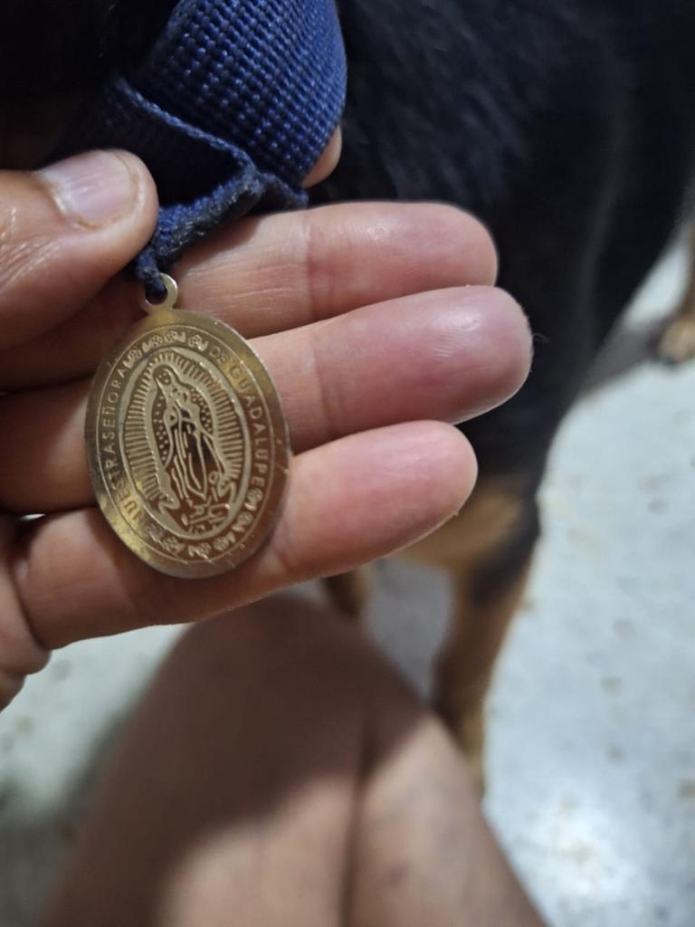 yaracalcagno's tweet photo. Difundo. Se tiene en resguardo esta perrita la encontraron por el cementerio exactamente por Prados de María, su única identificación es una medallita de la virgen de Guadalupe si alguien sabe que la estén buscando se pueden comunicar al 04142546298.. sino se dará en adopción https://t.co/oAet7Lfnqy