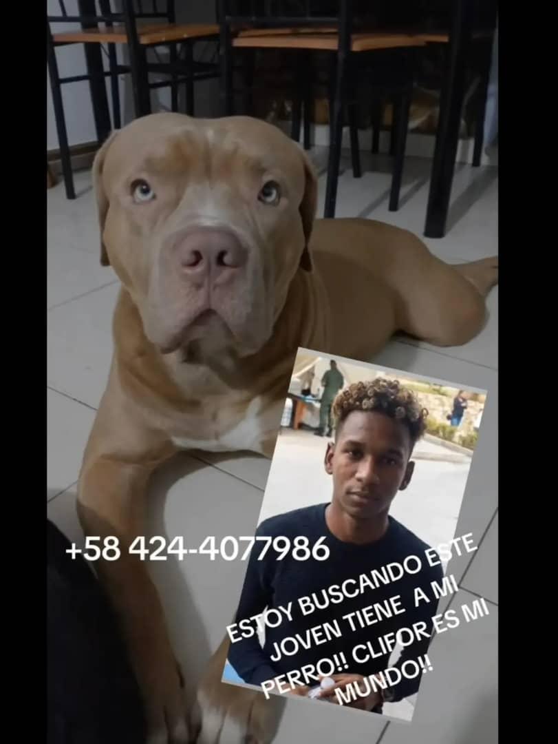 yaracalcagno's tweet photo. Difundo. Se busca Clifor 🐕. El joven de la foto al parecer se lo llevó, ese día estaba cerca del Farmatodo de Playa Grande, Catia La Mar. Si alguien lo conoce, comunicarse con los dueños. https://t.co/g7enhNuSyg
