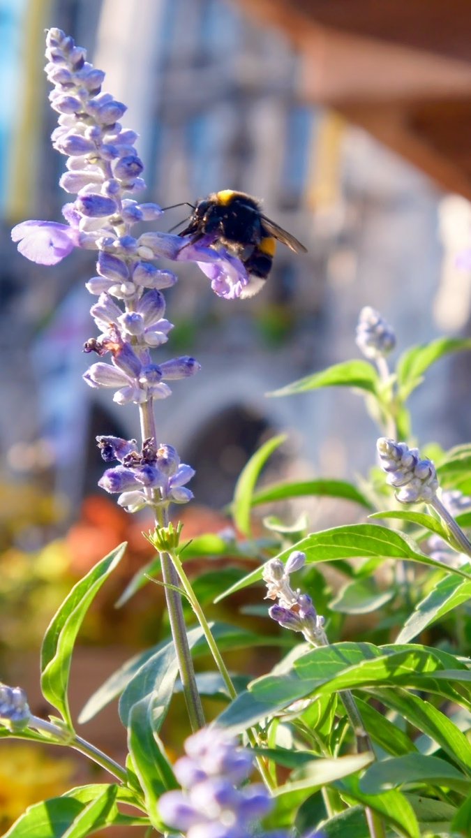 orcaorca40's tweet photo. Same scene, two versions.  

Left: 
the original frame – Fujifilm X-T50 + Sigma 10-18 f/2.8 at Marienplatz, Munich. 
Bumblebee working the salvia while the Neues Rathaus sits soft in the background. City center, full sun, zero countryside required.  

Right: 
the hard crop. Pure detail, bigger bee, zero context.  I shot it, cropped it, and now I’m curious.

Which one actually works better for you – the environmental shot or the tight macro?  
Drop your vote below.