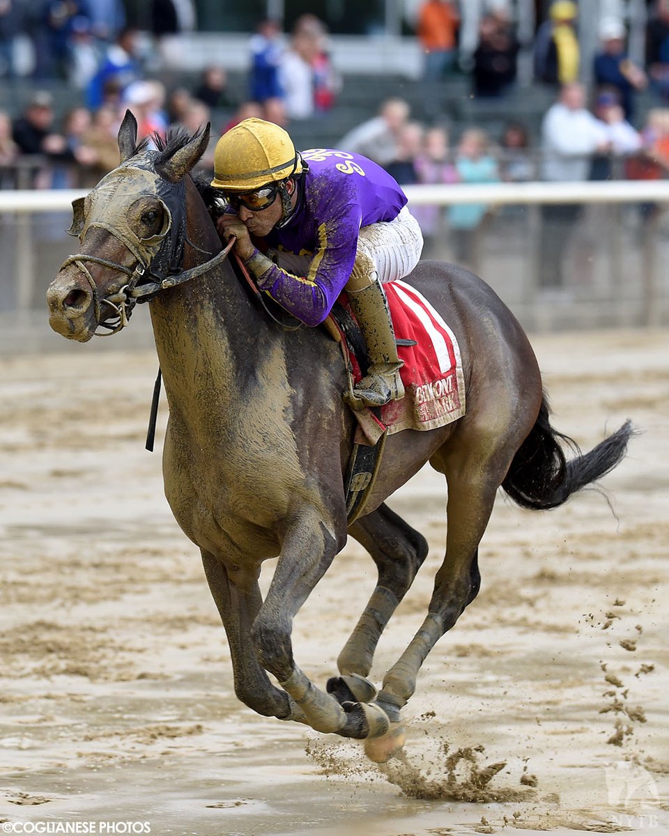 nytbreeders's tweet photo. T Loves a Fight picked up his biggest victory for breeder/owner Hoffman Thoroughbreds in the 2017 Mike Lee, but his biggest win may have been landing a forever home with @nodaracing. Meet the #NYbred fan favorite TOMORROW at #Saratoga! Details: https://t.co/O3rAkVA7mx https://t.co/uEnAy5Va34