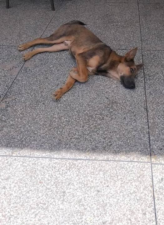 A64029345's tweet photo. difundir para que este angelito tenga un hogar digno esta  Urbanismo corazón de mi patria, frente a la emergencia de la maternidad concepción Palacios su dueño lo sacaron para refugio y el lo dejaron   necesita de nuestra ayuda📷 si te interesa llama al 04242667814   ( https://t.co/WZZiOvhQlo