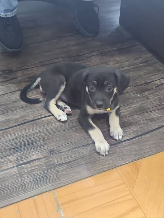 A64029345's tweet photo. URGE ADOPCIÓN RESPONSABLE 📷No tiene mamá ni hermanitas. Ella sobrevivió. La subieron de La Guaira. Está en adopción responsable. Calculo 1 mes y medio de nacida. Hembrita. Le puse Milagros *MILA*. Sólo para Caracas. 04123003593📷. *Ayuden a difundir* CASO TERCEROS https://t.co/FJ6s1iTEuO