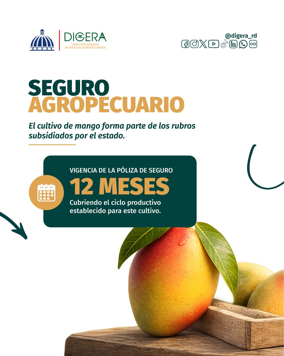 digera_rd's tweet photo. 🥭 ¡Hoy celebramos el Día Internacional del Mango! 🌿

Más que una deliciosa fruta, el mango es un cultivo de gran importancia para la agricultura dominicana, generando empleo, impulsando las exportaciones y contribuyendo al desarrollo del sector agropecuario. https://t.co/9vk9P82fSG