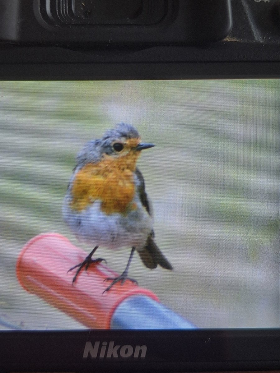 fruiitwiinder's tweet photo. @patchworkfemme photo i took today hehe https://t.co/07nhm83ePJ