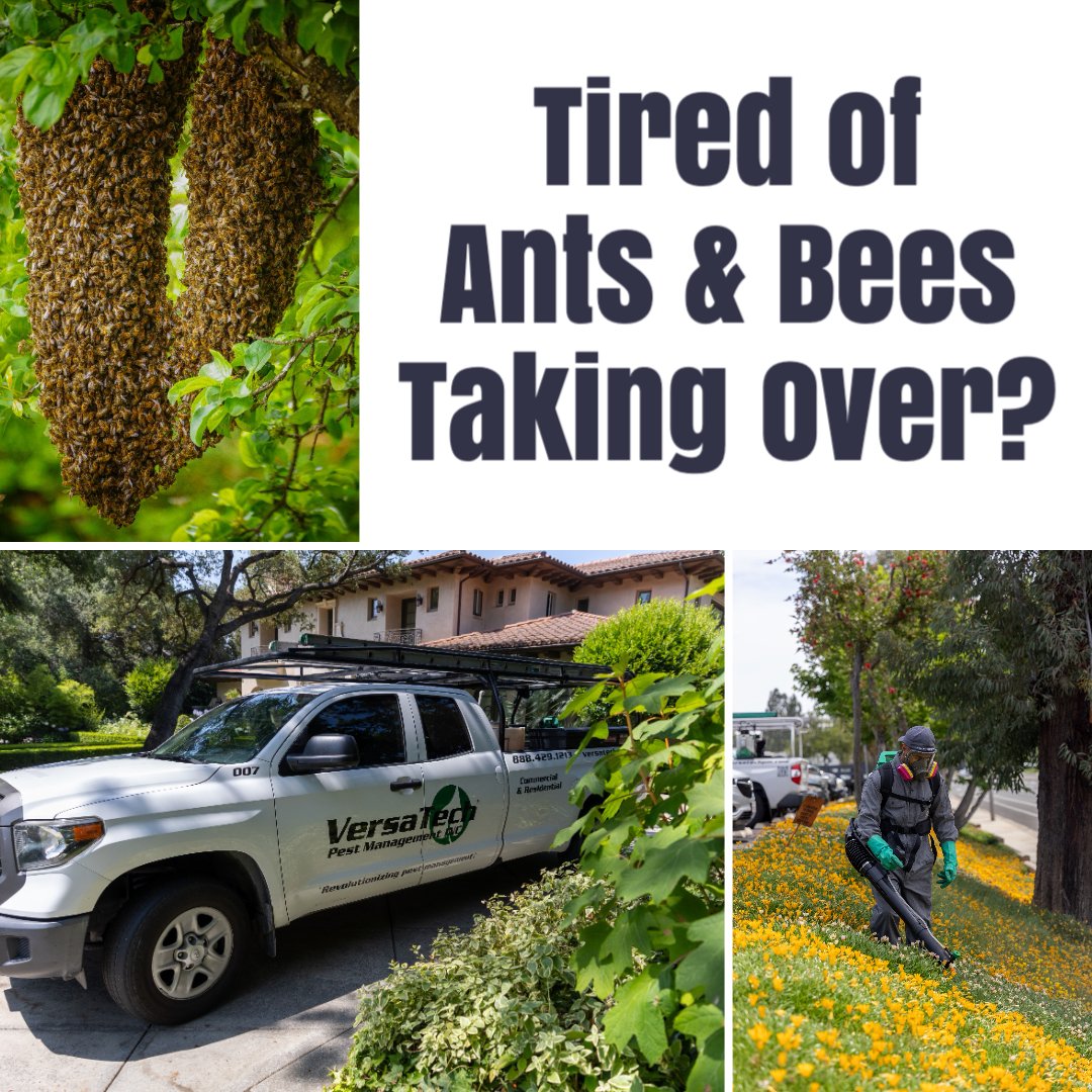 VersaTechPM's tweet photo. Are you looking for top rated #ant or #beehiveremovall near you in San Dimas, Glendora, Pasadena or the SGV? Versa-Techยฎ is here for you with highly effective, safe #antcontrol and #beecontrol solutions personalized to suit your needs. Get started at (888) 429-1213. #pestcontrol https://t.co/RVMVC3aTZb