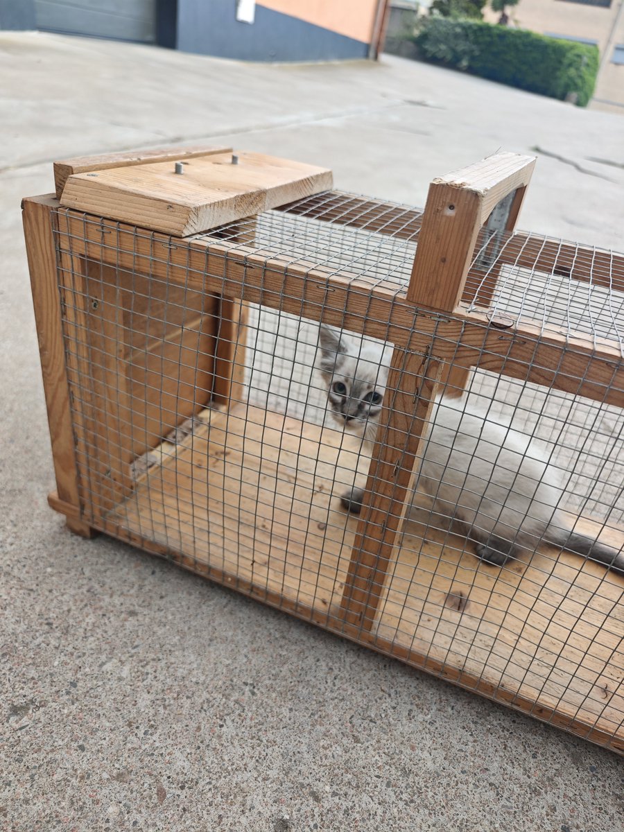 Neinei_rescue's tweet photo. Día 1 intentando rescatar a los gatitos sin nombre.

Os acordáis del muro de metro y medio y tal..

He venido sola con una escalera.

Este es el panorama.

No he podido a penas entrar... Y lo peor; no hay dos bebés. Hay 9

He podido coger a uno. No es el de los ojos mal.

Necesito mucha ayuda 😭 casas de acogida para 7 bebés y esterilizar a dos madres.