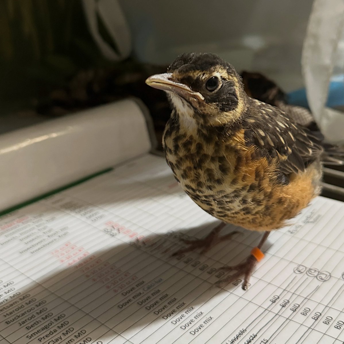 wildbirdfund's tweet photo. It’s always nice to get some help with the charts! (Just doublecheck the robin feeding schedule carefully afterwards.😉) 

📷: @tristanahigg https://t.co/KXH4ItzHIB