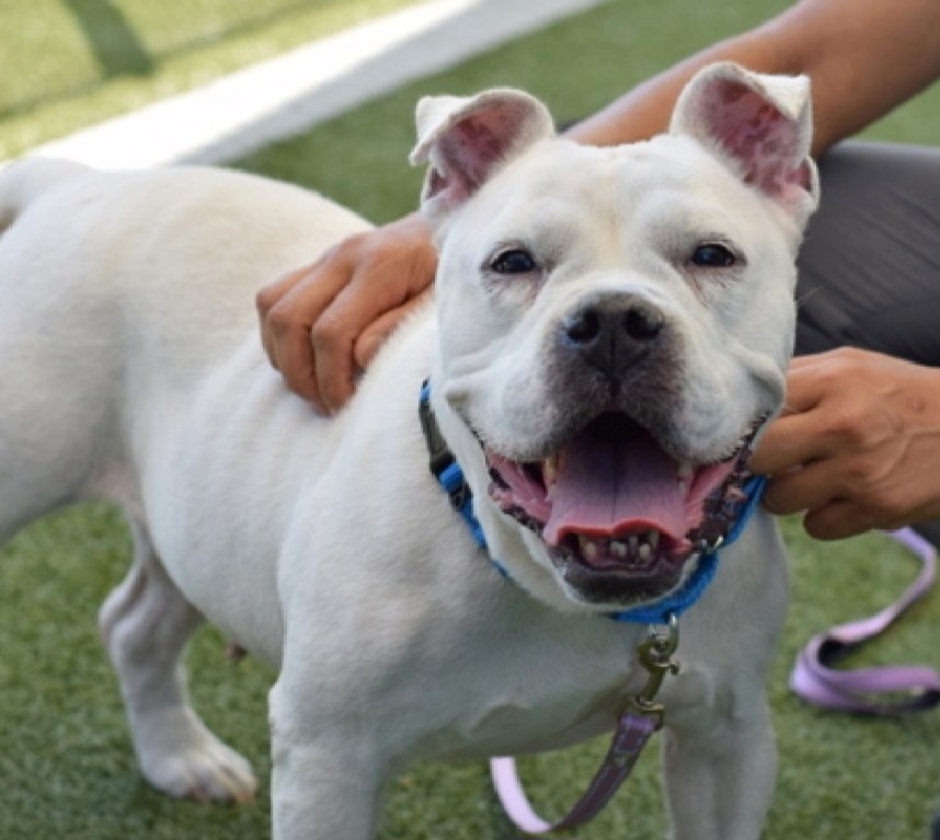 MorgFairsdogs's tweet photo. Chewsday 258640
Kill Command 
#NYCACC #RescueOnly 
She is a cute 8 yr old
Has CIRDC,  a healing wound, geriatric🚑
Not faring well in care 
Refused to walk on occasion
Required coaxing
Help save Chewsday!
#Pledge4Rescue #foster #adopt https://t.co/zDsVOl9KQ1