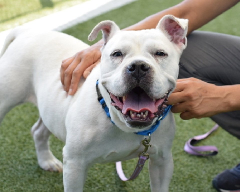 MorgFairsdogs's tweet photo. Chewsday 258640
Kill Command 
#NYCACC #RescueOnly 
She is a cute 8 yr old
Has CIRDC,  a healing wound, geriatric🚑
Not faring well in care 
Refused to walk on occasion
Required coaxing
Help save Chewsday!
#Pledge4Rescue #foster #adopt https://t.co/zDsVOl9KQ1