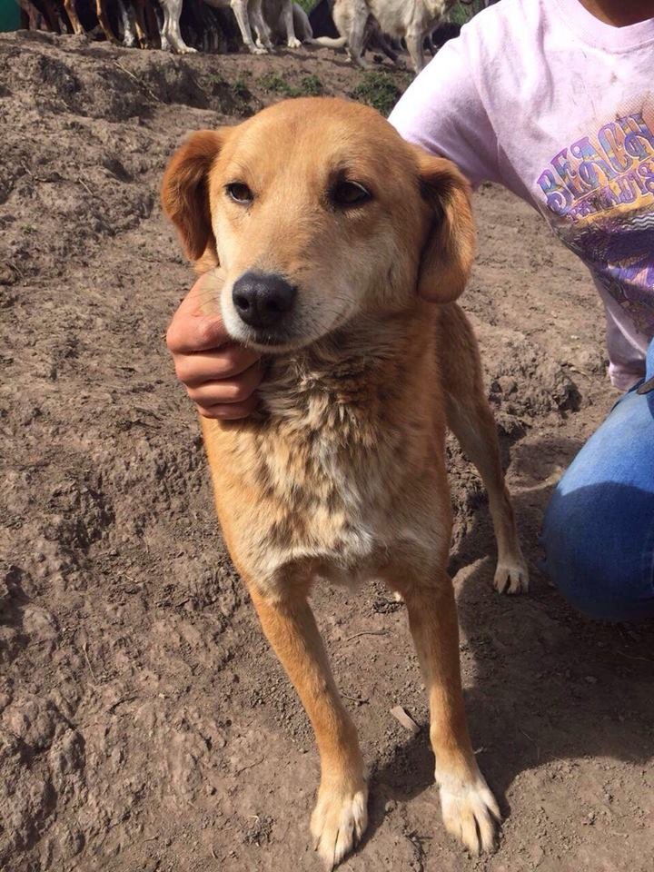 FundacionLucila's tweet photo. Adiós, Sol. 🌈🐾

Gracias por tantos años de amor, compañía y por llenar nuestros días de luz.

Hoy, con un dolor profundo en el corazón, despedimos a una de nuestras viejitas. Su riñón colapsó y, aunque nos duele inmensamente, el mayor acto de amor que podíamos hacer por ella era dejarla descansar.

Nos consuela saber que ya no siente dolor y que se fue rodeada de cariño, después de una vida en la que conoció el amor y el cuidado que tanto merecía.

Vuela alto, Sol. Siempre vivirás en nuestros corazones y en cada rincón de la fundación.

Gracias por acompañarnos todos estos años. Te vamos a extrañar muchísimo. 🤍🐾