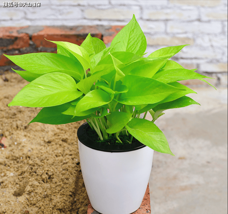 C7APXlhr3FZGFEq's tweet photo. Pro tip for your pothos: Let the top 2 inches of soil dry out before watering. They’ll thrive with bright indirect light https://t.co/aOEtwDBdCJ