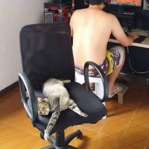 ZbigniewDabrowa's tweet photo. 😺 Dowcip dnia z kotkiem:
"Kiedy pracujesz w domu" https://t.co/sEpRH6rHmp