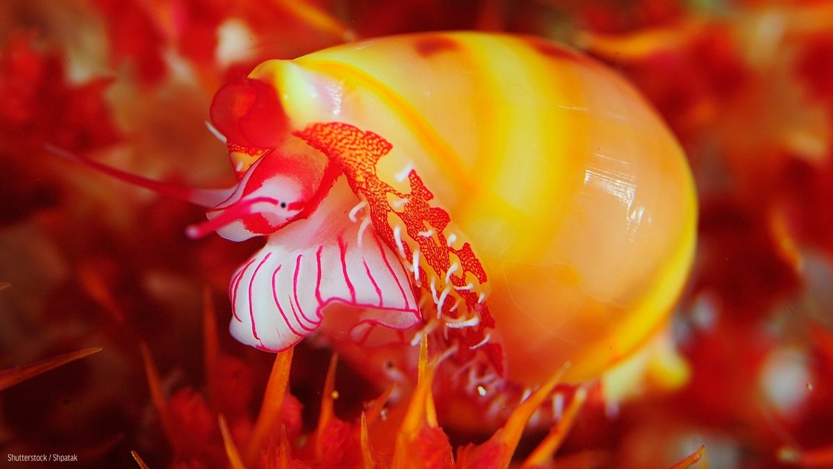 oceana's tweet photo. On their own, seashells are stunning. But on marine life, they look magnificent. ✨

Shells serve as an essential source of protection for many snails and crabs. By giving them the ability to quickly retreat, shells keep crustaceans and mollusks safe from nearby predators. https://t.co/KKJnx54g4R