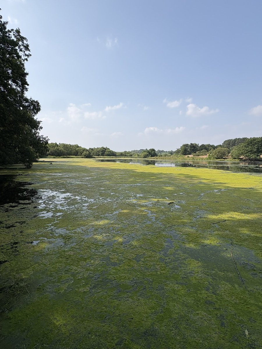 WalkingPorter's tweet photo. Sutton Park never disappoints. 🌳

8.7 miles of woodland trails, lakes and fresh air.

Definitely one of the best free walks in Birmingham. https://t.co/tcOZ9sNTqN