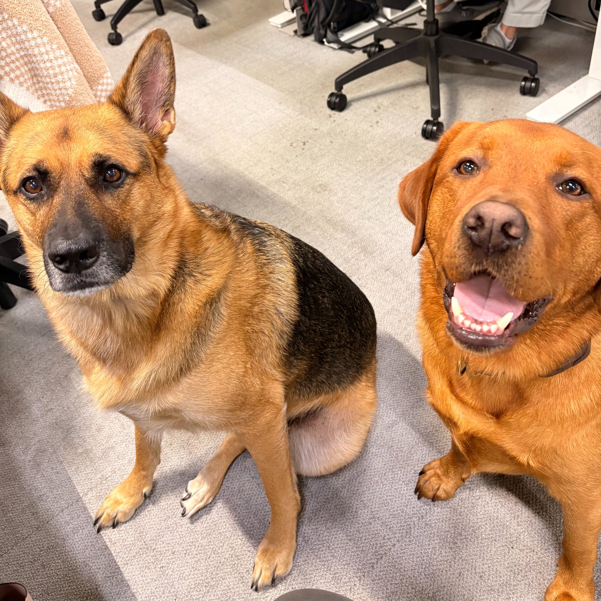 BusinessLoans's tweet photo. At https://t.co/QTStU7ipQZ, we love our pups! Always a few dogs running around the office looking for pets 🐶 Look at these two cuties! https://t.co/oxCEW5laCC