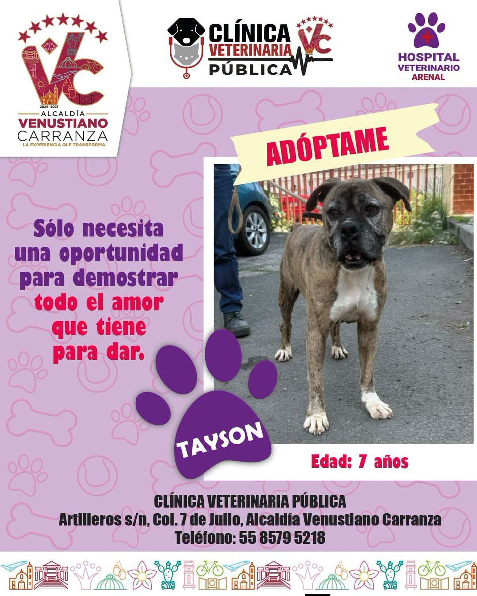 evelyn_parraA's tweet photo. 🐾 #AdoptatónVC
Tayson solo necesita una oportunidad para demostrar todo el amor que tiene para dar. ❤️🏡
Como él, muchos perritos y gatitos esperan una familia en el Hospital Veterinario Venustiano Carranza y la Clínica Veterinaria Pública de Venustiano Carranza.
¡Adopta, cambia una vida! 🐶🐱🐾
#AdoptaNoCompres #MiBellaVenus