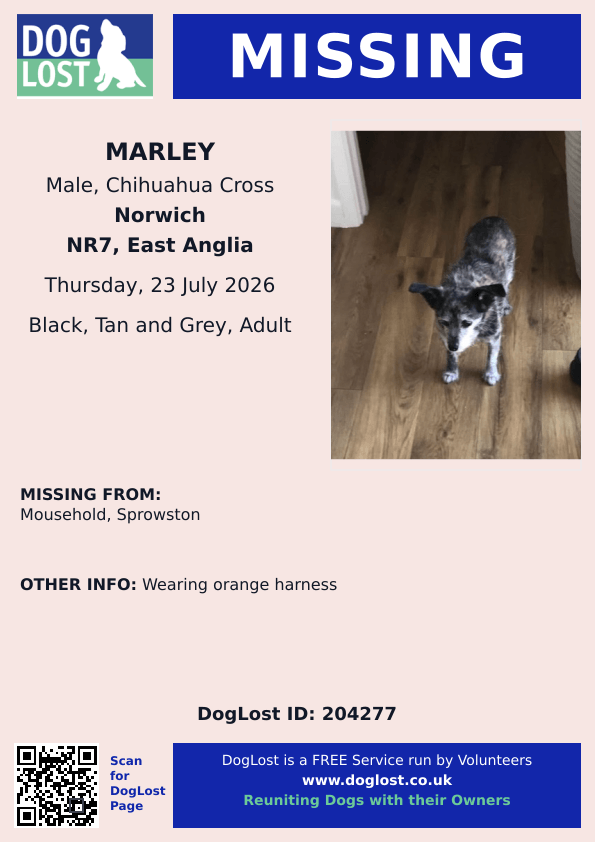 millypod1's tweet photo. π23 JULY 2026 #Lost Marley #ScanMe
Chihuahua Cross Male
#Mousehold #Sprowston #NR7
#Norwich #Norfolk
Wearing orange harness https://t.co/KTZkJyyW5u https://t.co/YmyNLR6IJM