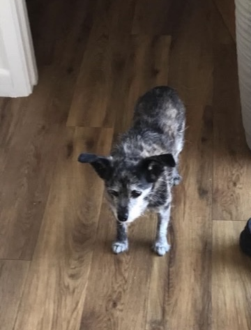 millypod1's tweet photo. π23 JULY 2026 #Lost Marley #ScanMe
Chihuahua Cross Male
#Mousehold #Sprowston #NR7
#Norwich #Norfolk
Wearing orange harness https://t.co/KTZkJyyW5u https://t.co/YmyNLR6IJM