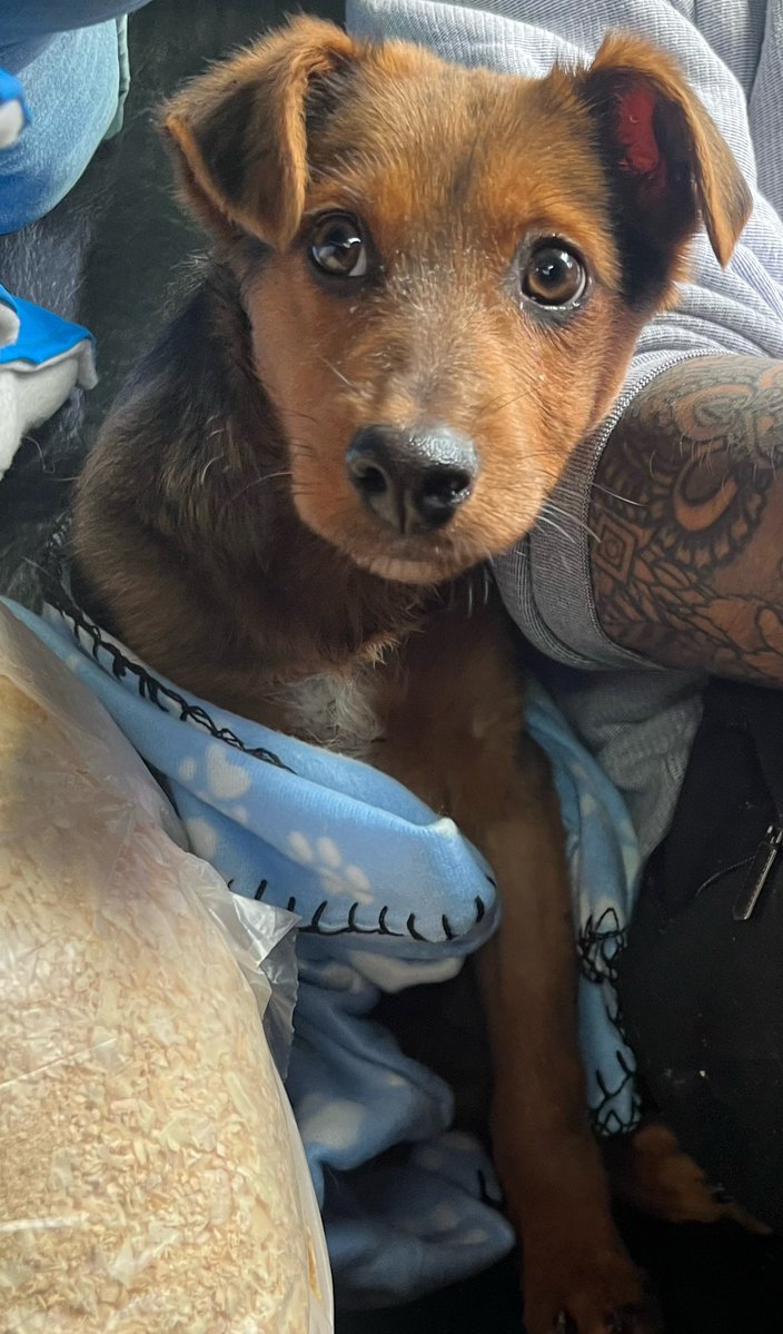 OMFA_Refugio's tweet photo. Milo está muy bien ya y empezamos con la búsqueda de una familia para el. 
El fue atropellado y perdió su patita delantera pero solo es un bebé de 5 meses lleno de amor para dar y necesita una casa donde lo miren con el corazón y lo amen tal como es 
WhatsApp 1123750899 https://t.co/cLi2sFzp19