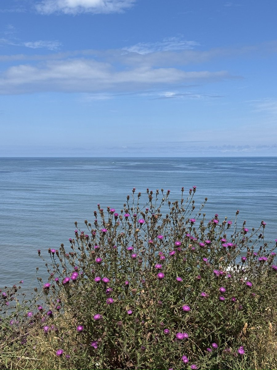 carolward5064's tweet photo. More from our clifftop walk this afternoon! All this is almost on my doorstep, note to self - must do this more often!
#vitaminsea
#lovewhereyoulive
#myfavouritebench
#scarborough https://t.co/Rm6wgto0oC