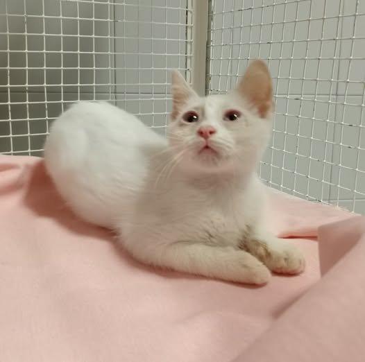 avataramg88's tweet photo. Omero, tre mesi e mezzo, fratello di Tecla e Zeus in cura per la congiuntivite e per un po' di raffreddore ma già prenotabile.
Sterilizzazione obbligatoria. Richiesto preaffido. Adottabile a Ferrara e limitrofi.
Info 328 8879870 dalle 17.30 alle 18.30 (no sms e no whatsapp) https://t.co/YiE8qxW8GI