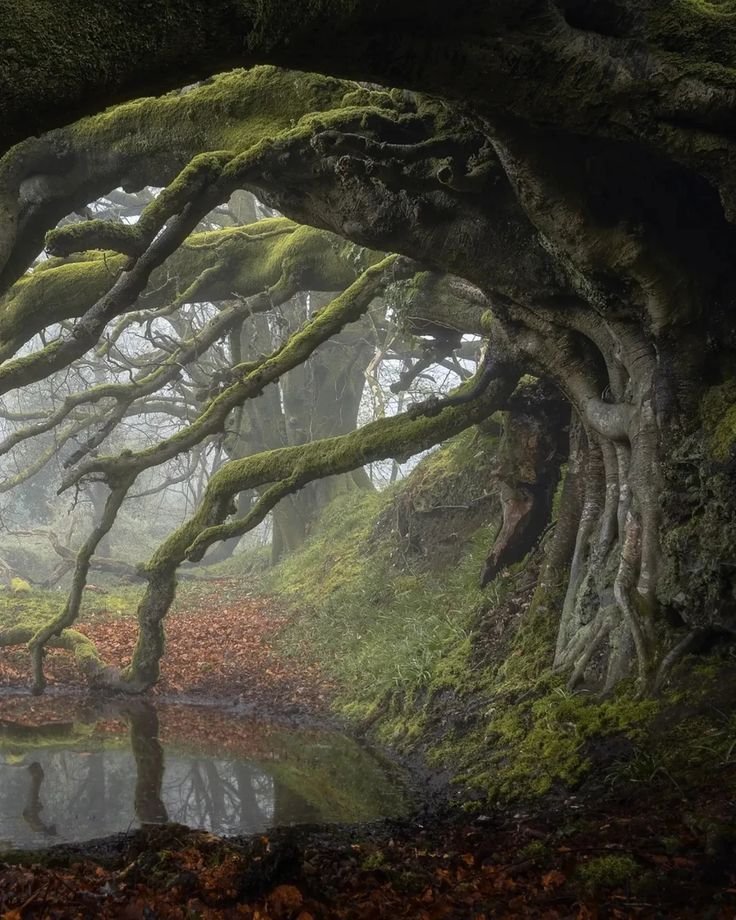 elemmiressoul's tweet photo. mystical. https://t.co/Fx16RenL6r