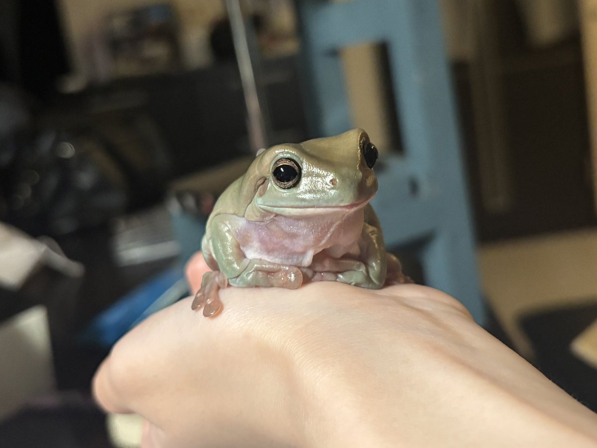 suiath_frog's tweet photo. つやつやスイちゃん https://t.co/ycRYAXVR4d