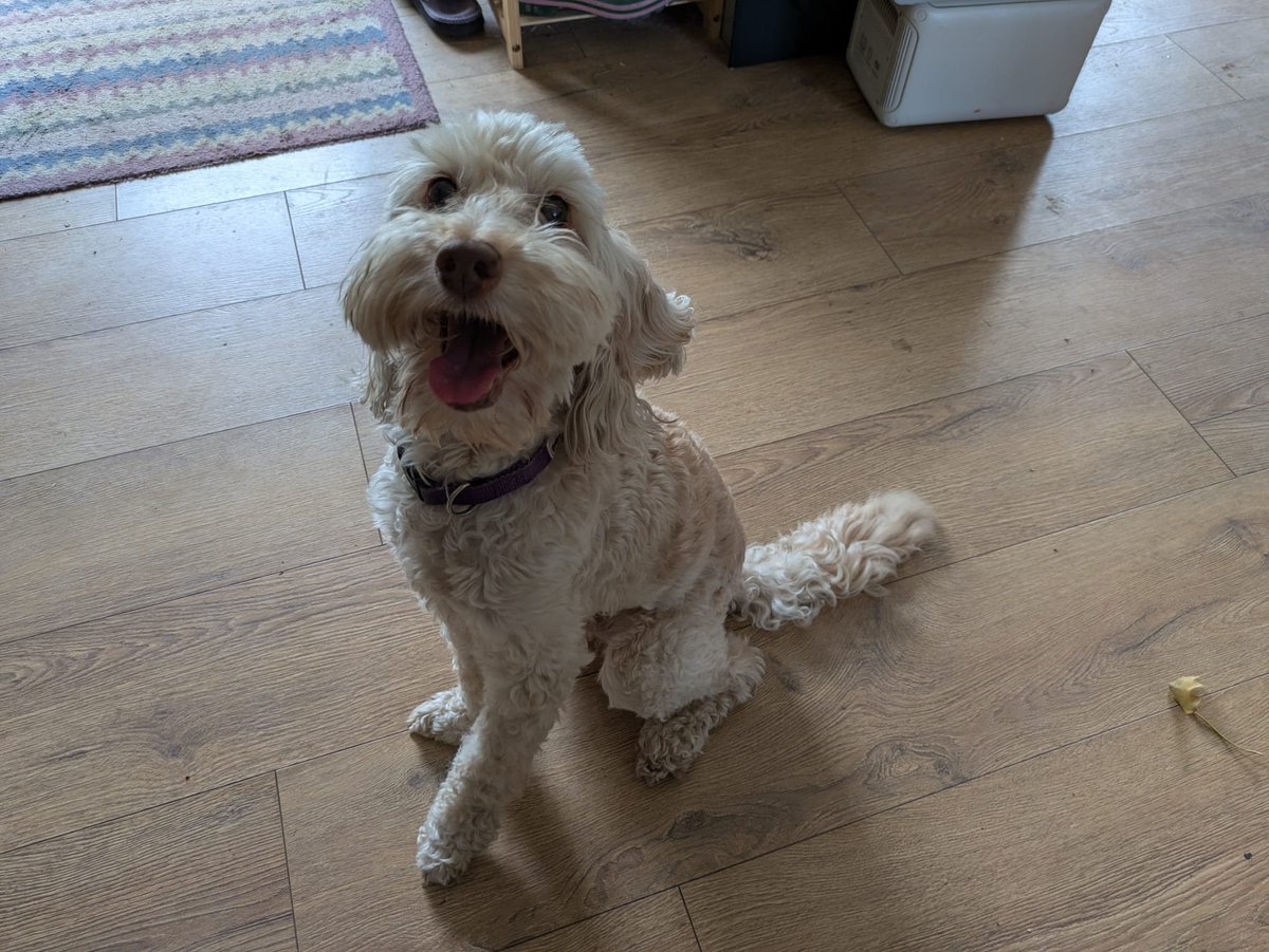 millypod1's tweet photo. 🆘23 JULY 2026 #Lost Scruff #ScanMe
ELDERLY Cockerpoo Male
#WestPinchbeck #PE11 #Spalding #Lincolnshire
Gotten out through the gate,
13 years old, really friendly
https://t.co/TkQAwmqVln https://t.co/agAHHpn6Po