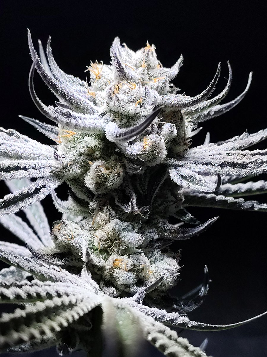 HIGH_TIMES_Mag's tweet photo. Aloha Breath – Johnny McPot https://t.co/AfOKutiaTW