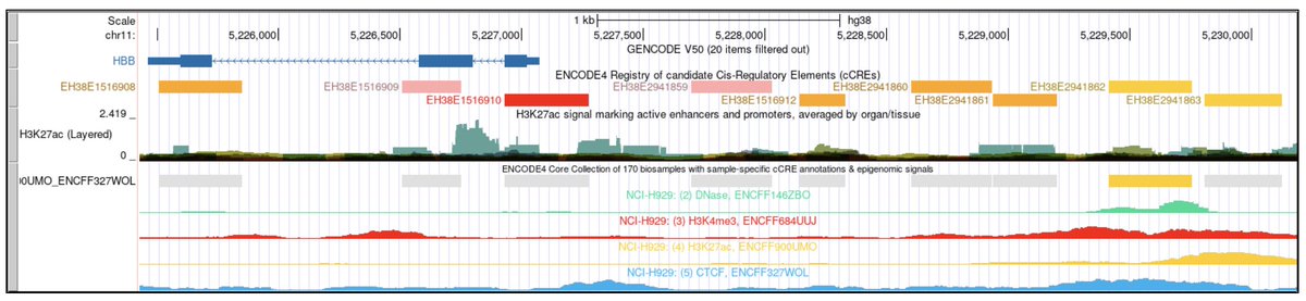 GenomeBrowser's tweet photo. We are excited to announce the ENCODE4 data collection on the UCSC Genome Browser for hg38 and mm10. This release consists of two major components: the ENCODE Registry of cCREs and the new ENCODE4 Regulation container. Learn more at: https://t.co/ZbCbQk0uXd https://t.co/tIZs2HW2Tu