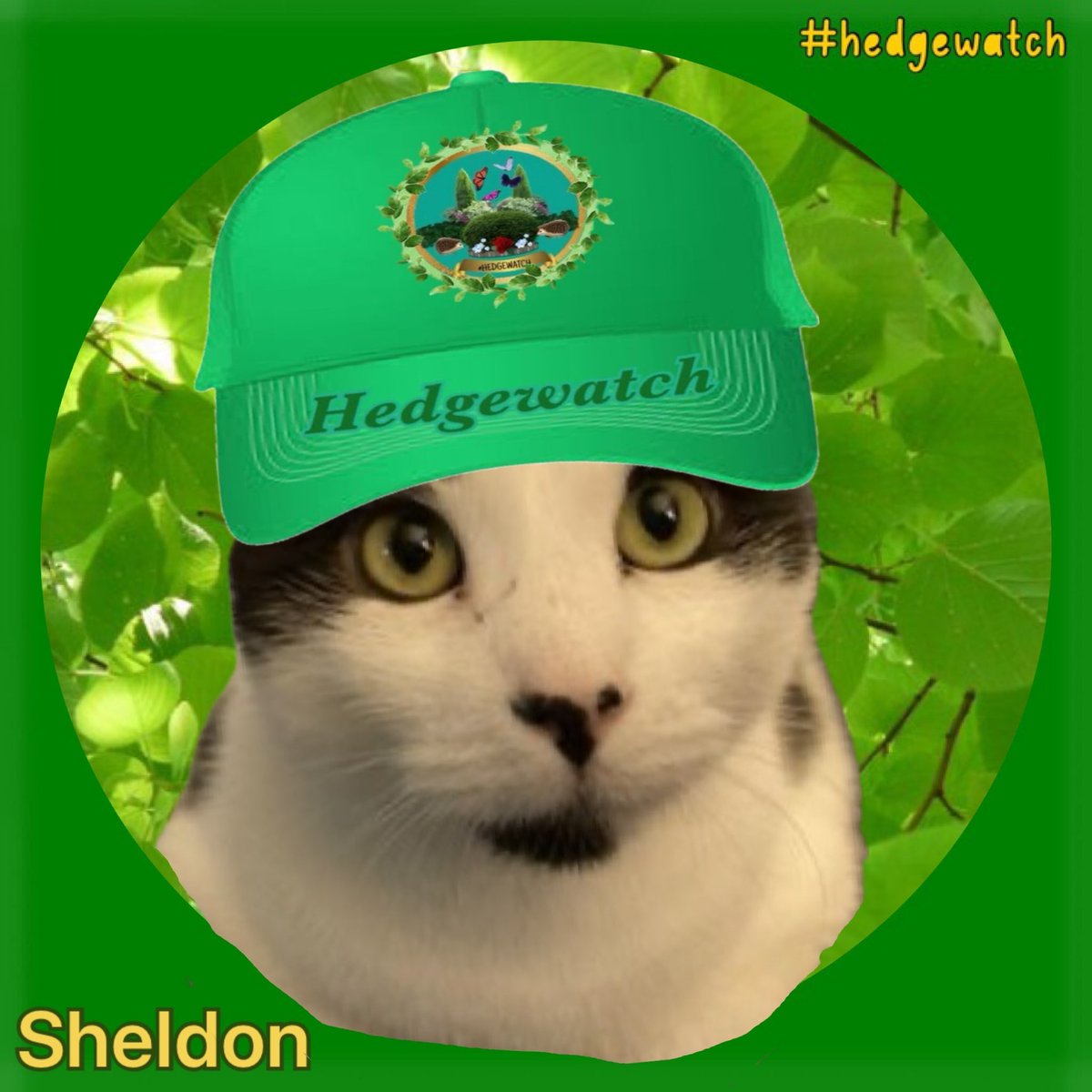 W4JTP's tweet photo. @Hedgewatchers @Stratford_Cedar A big welcome to @Hedgewatchers from us sibs in Va.! https://t.co/xOPxBGITyp