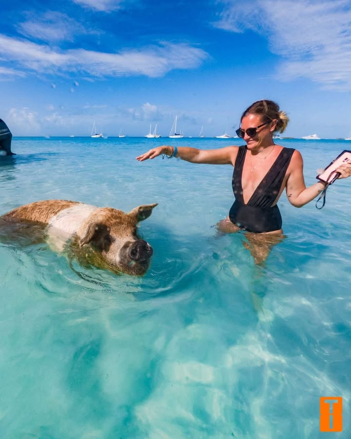 tangobookings's tweet photo. Ever swam with pigs before?
In the Bahamas, it’s not just possible, it’s unforgettable!
Crystal-clear waters, sunshine, and the famous swimming pigs of Exuma make this a one-of-a-kind adventure.

👉 https://t.co/pcgU8naNN4

#Bahamas #SwimmingPigs #CaribbeanDream #TangoBooking https://t.co/BFZ6fm5HAF