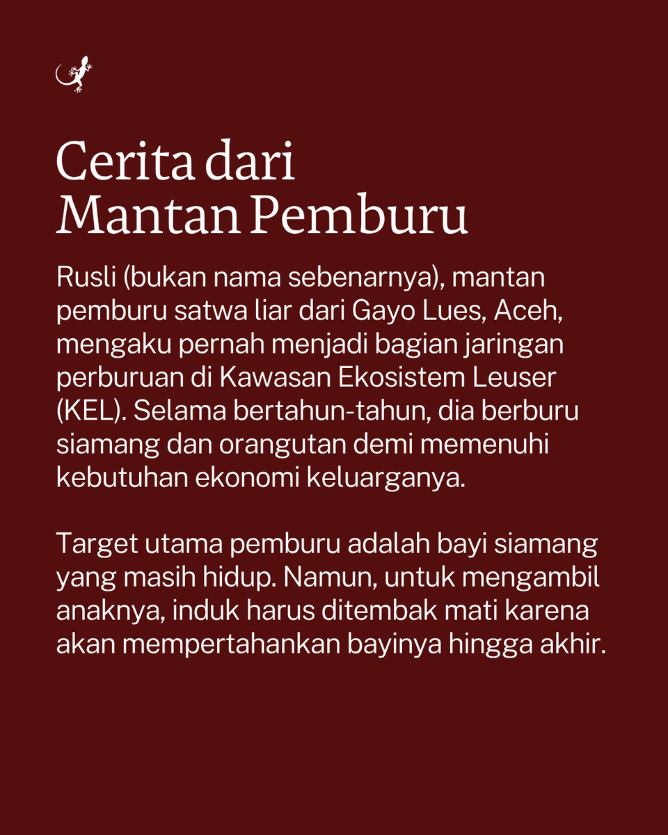 MongabayID's tweet photo. Di balik setiap bayi siamang yang diperdagangkan, hampir selalu ada seekor induk yang dibunuh. https://t.co/cxTzaiOg1a