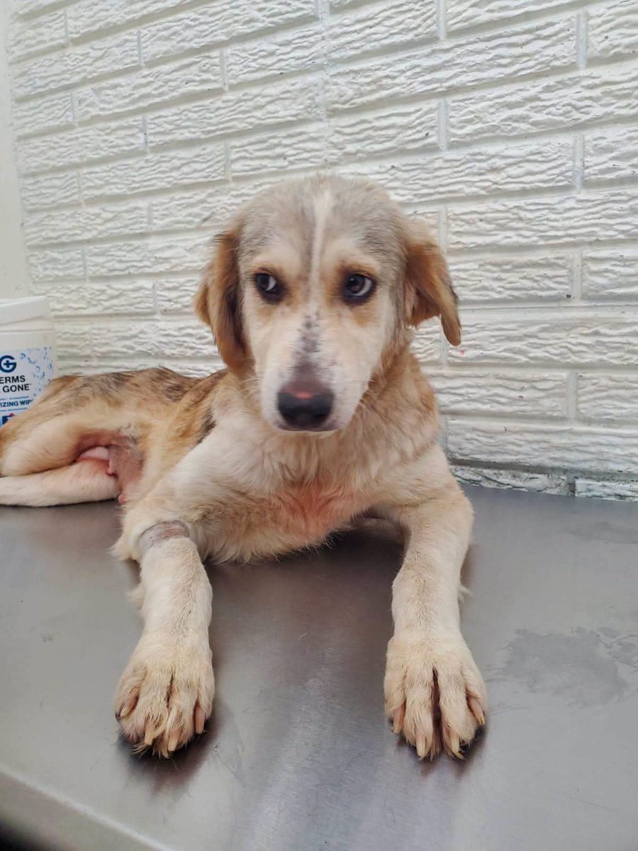 lyssitta's tweet photo. Luly Pelusa ✨
Caso Propio 🐕

Gracias a cada persona que ha tendido su mano, hemos logrado reducir la deuda veterinaria de Luly. ❤️
Sin embargo, aún tenemos una deuda pendiente que necesitamos cancelar 

La cuenta inició en $311.25, y gracias a sus donaciones hoy solo faltan 📌 $81.25 para poder cancelarla por completo.

Estamos muy cerca de lograrlo. Si puedes colaborar con cualquier cantidad o compartir esta publicación, estarás ayudándonos a cerrar esta deuda y a seguir brindándole a Luly la atención que necesita.

De todo corazón, gracias por no dejarla sola. 🐶💕

Dejo nuestras formas para  ayuda 👇🏻
🐱 BRENDA MENDEZ
🐾 Banco Agrícola 
🐾 Cuenta de Ahorro 
🐾 3280504740

🐶 LISSETTE SANCHEZ PALOMO 
🐾 BANCO DAVIVIENDA (EL SALVADOR )
🐾 CUENTA DE AHORRO
🐾 775541628030

Tambien dejo la cuenta del veterinario si desean hacerlo directamente, solo nos envían comprobante para llevar la secuencia 🙏