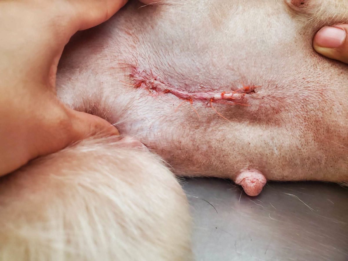 lyssitta's tweet photo. Luly Pelusa ✨
Caso Propio 🐕

Gracias a cada persona que ha tendido su mano, hemos logrado reducir la deuda veterinaria de Luly. ❤️
Sin embargo, aún tenemos una deuda pendiente que necesitamos cancelar 

La cuenta inició en $311.25, y gracias a sus donaciones hoy solo faltan 📌 $81.25 para poder cancelarla por completo.

Estamos muy cerca de lograrlo. Si puedes colaborar con cualquier cantidad o compartir esta publicación, estarás ayudándonos a cerrar esta deuda y a seguir brindándole a Luly la atención que necesita.

De todo corazón, gracias por no dejarla sola. 🐶💕

Dejo nuestras formas para  ayuda 👇🏻
🐱 BRENDA MENDEZ
🐾 Banco Agrícola 
🐾 Cuenta de Ahorro 
🐾 3280504740

🐶 LISSETTE SANCHEZ PALOMO 
🐾 BANCO DAVIVIENDA (EL SALVADOR )
🐾 CUENTA DE AHORRO
🐾 775541628030

Tambien dejo la cuenta del veterinario si desean hacerlo directamente, solo nos envían comprobante para llevar la secuencia 🙏