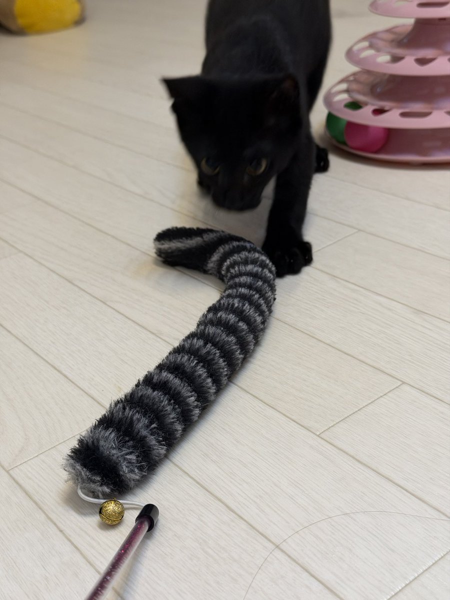 komekobreadman's tweet photo. 元気ねこただいま〜 https://t.co/XthkJwaVAF