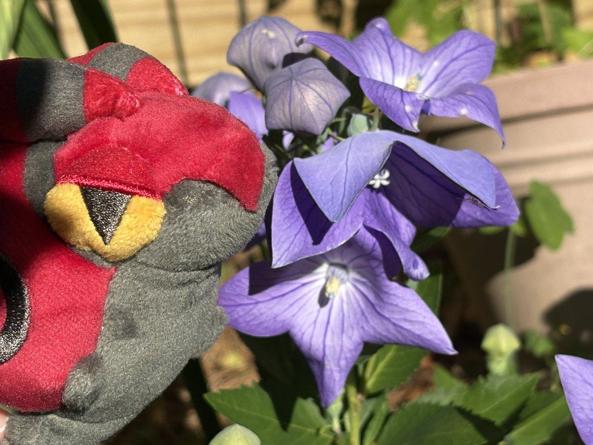 bellaivynui's tweet photo. Bella’s been looking forward to showing you these balloon flowers! 💜 https://t.co/jIQGZwr4QA