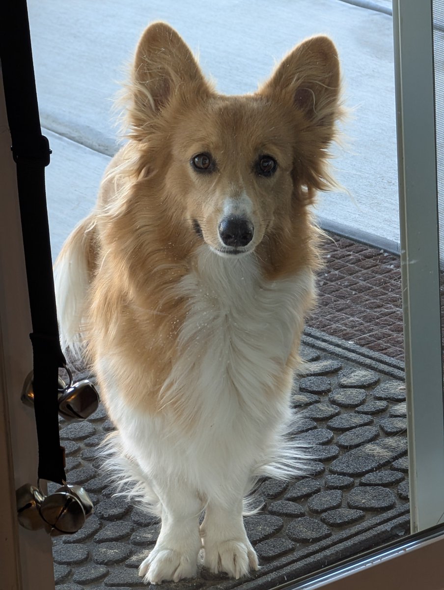 SJTBGolf's tweet photo. @lindacohn 
Good evening Linda. Enjoyed your first week of shows. I know they're only going to get better. Enjoyed Michelle's pup story. Wow 20! This is my girl Foxy Cleopatra. She just turned a year old. Yes she has me wrapped around her paw. https://t.co/5LFpCHo477