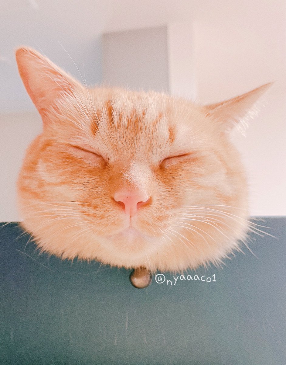 aco22222o's tweet photo. おはようございます🐈🐾

#ねこかわいいね  #猫のいる暮らし  #猫好きんと繋がりたい https://t.co/C8zsevcmOz