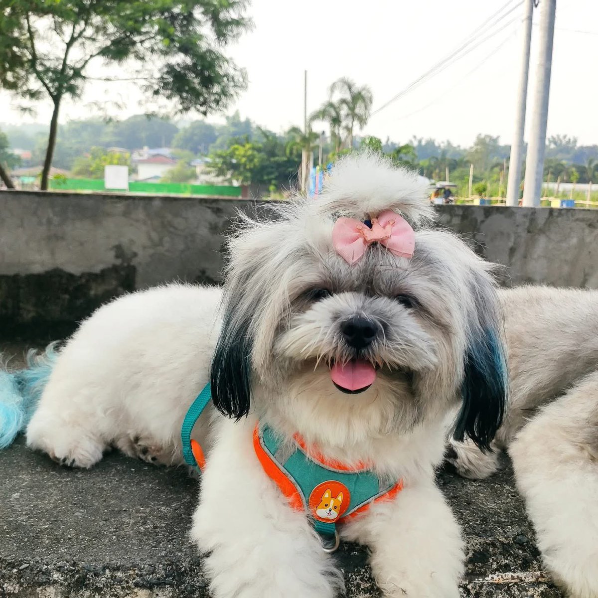MundzRPG's tweet photo. Mahal kita Palagi Dos.
No more pain My Baby Girl.
Miss your extra arte today. https://t.co/dOFpu8XwMZ