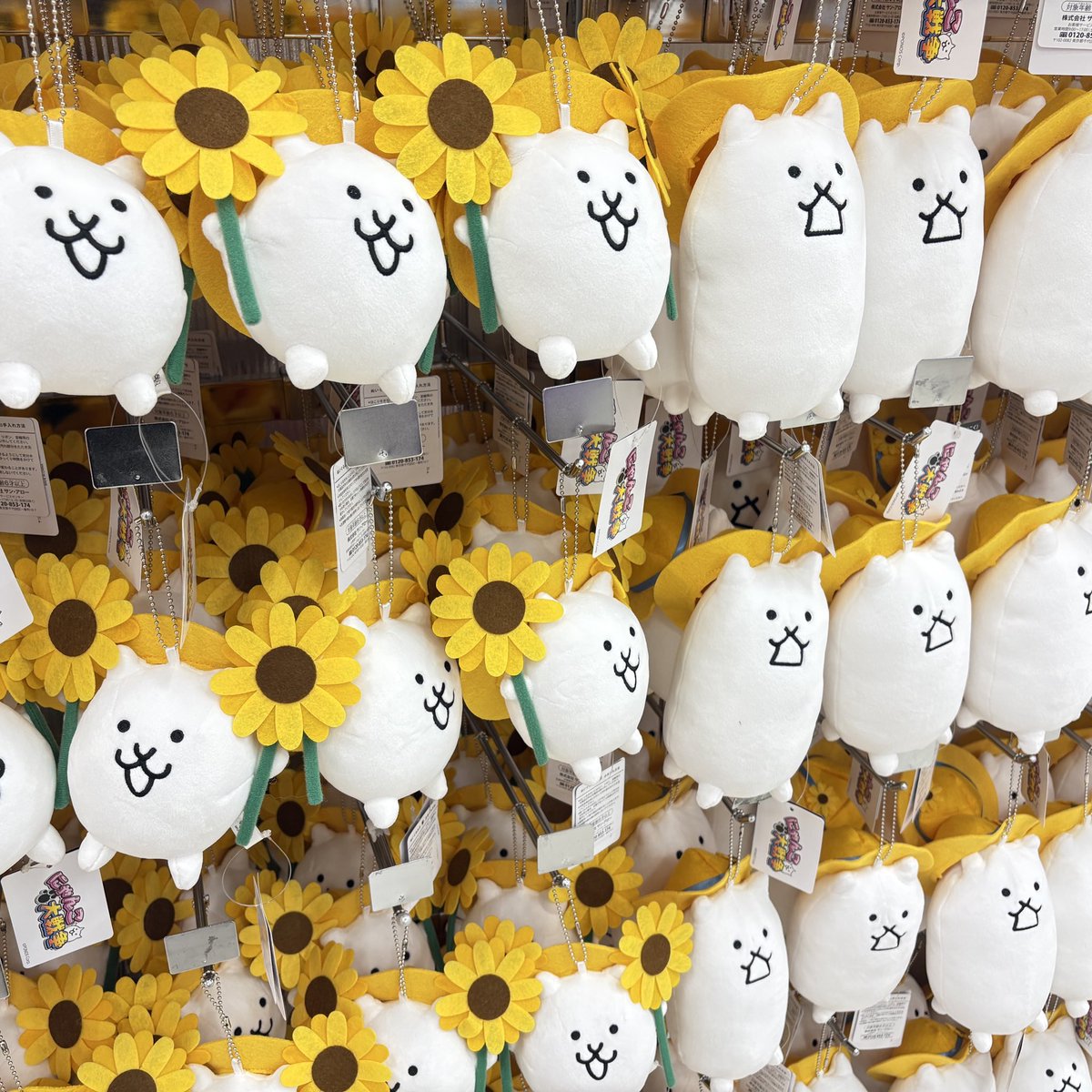 しろにゃんこさま　専用 にゃんこ大商店公式 on X: 
