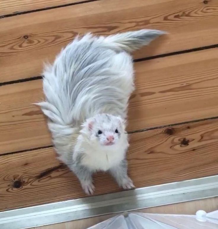FerretPerHour's tweet photo. https://t.co/DhVu2P9PyN