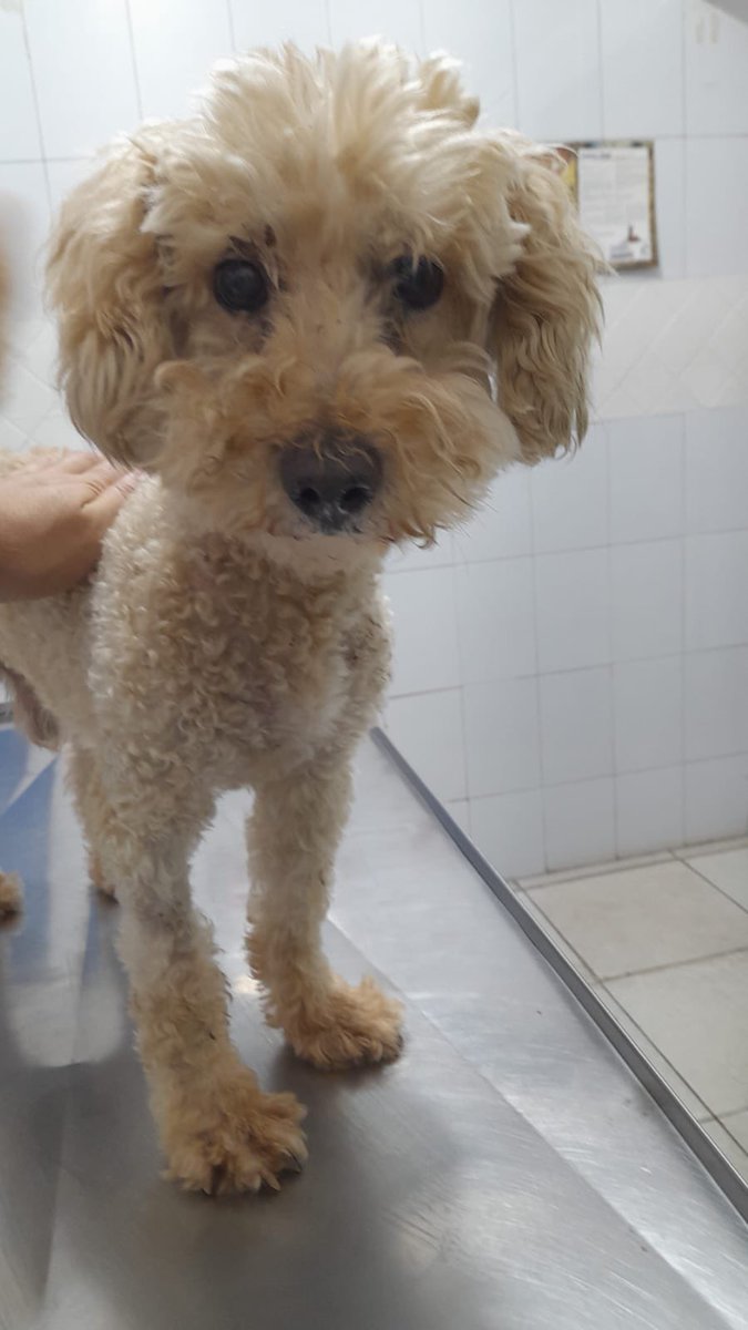 gllgina1's tweet photo. Troy su ayer.. su hoy 💕 en franca mejoria pero aún le falta camino que recorrer .. a el lo atacaron otros perros y duro dias sin que nadie lo ayudara muy mal herido.. ojala lo puedan apoyar cualquier cantidad ayuda muchisimo 🙏 es directo a la Veterinaria 4658285912285024
INBURSA
Yuridia Acedo
CASOS RESCATADOS-Troy