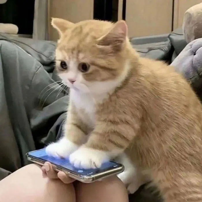 RalphCEvers's tweet photo. @VitiligoVeteran @Splougy @Catholic_bro here, have a cat https://t.co/mccBkJg7fG